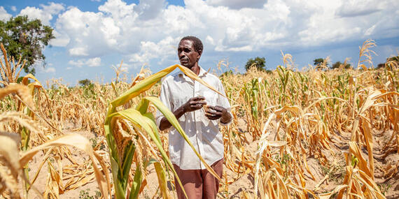 Kaponde Likando, a farmer in Southern Zambia, stands by a drought-affected maize field.