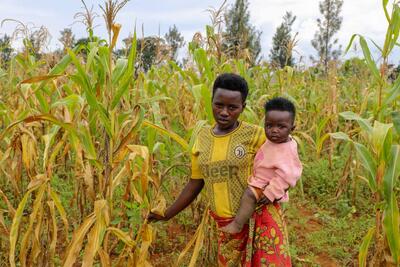 In 2022, following poor rains, Jeannine Miburo, 23, harvested less than a kg of maize in her land in Kirundo Province, northern Burundi.