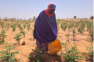 A woman waters a plant with the help of a plastic container. 