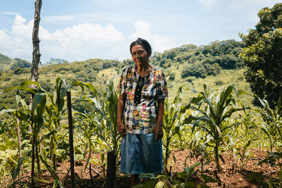 A woman stands in a field with maize plants.