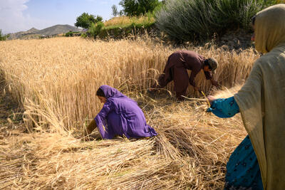 A family works in a wheat field on June 21st 2023, near the center of Gyan district, in the south-eastern Paktika province, Afghanistan.