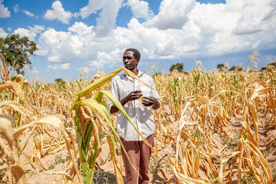 Kaponde Likando, a farmer in Southern Zambia, stands by a drought-affected maize field.