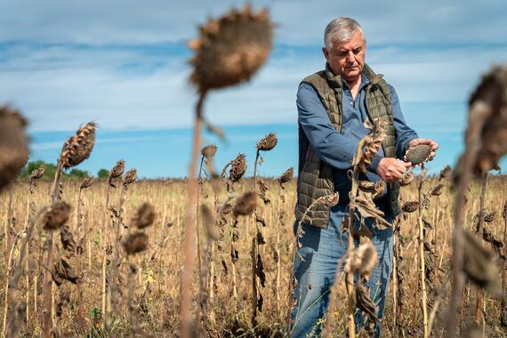 A farmer with dying sunflowers in a field in Ukraine