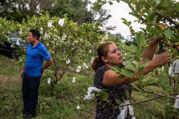 A woman protects guavas on her trees