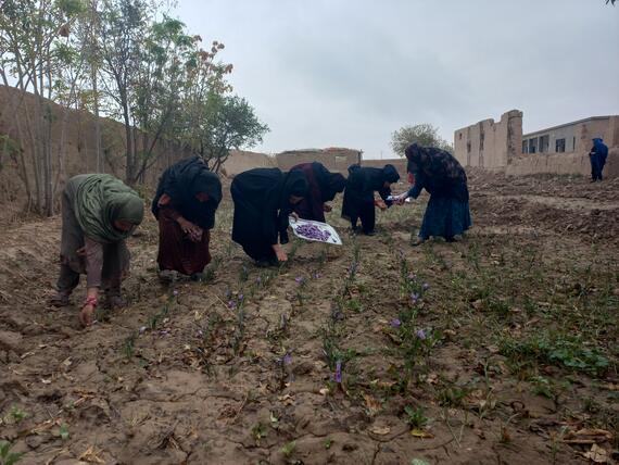 Five women are planting on tilled land.