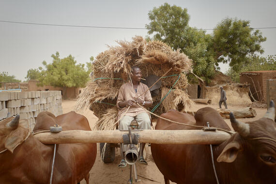A man drives a bullock cart laden with harvest in Bamy village, Dosso region, Niger