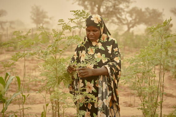 A woman plucks leaves of a moringa plant in Goubey, Dosso region, Niger