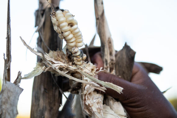 A corn kernel damaged by the drought.