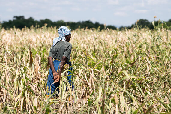 A woman walks through her sorghum field in Mgabu Village in Chikwawa, southern Malawi. El Niño-induced drought severely affected Malawi’s agriculture.