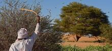 A man beats a bush with a stick to show desert locusts swarming near Fada, Chad. 